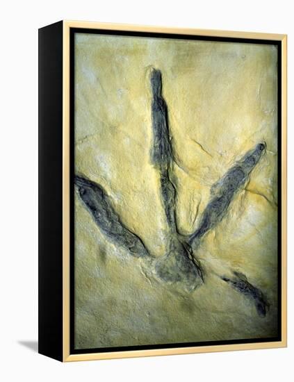 Dinosaur Footprint-Sinclair Stammers-Framed Premier Image Canvas