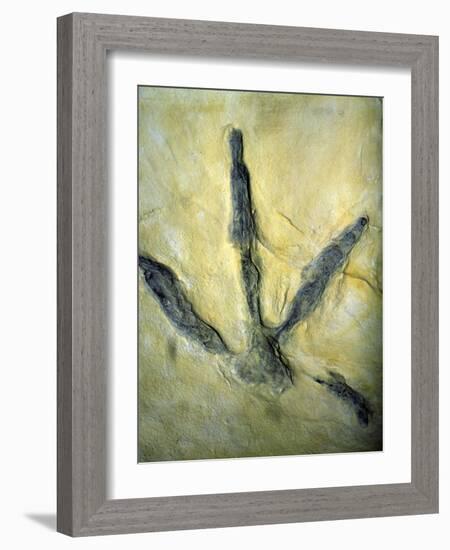 Dinosaur Footprint-Sinclair Stammers-Framed Photographic Print