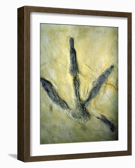 Dinosaur Footprint-Sinclair Stammers-Framed Photographic Print