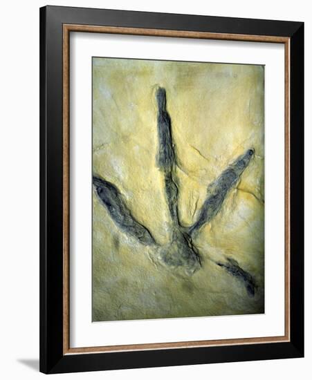 Dinosaur Footprint-Sinclair Stammers-Framed Photographic Print