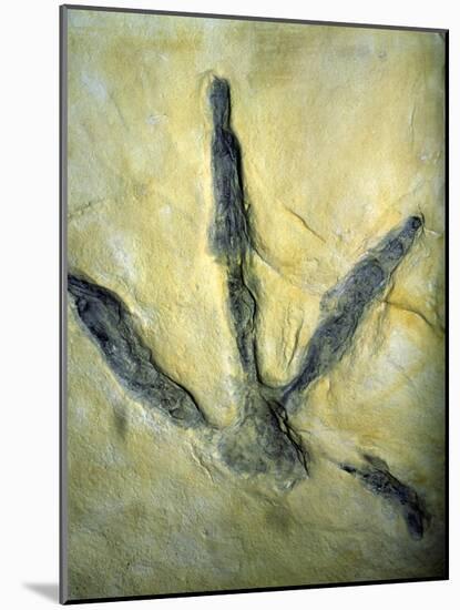Dinosaur Footprint-Sinclair Stammers-Mounted Photographic Print