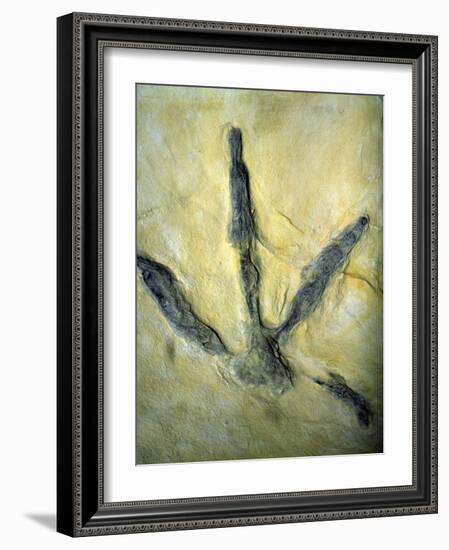 Dinosaur Footprint-Sinclair Stammers-Framed Photographic Print