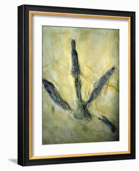 Dinosaur Footprint-Sinclair Stammers-Framed Photographic Print