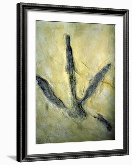 Dinosaur Footprint-Sinclair Stammers-Framed Photographic Print