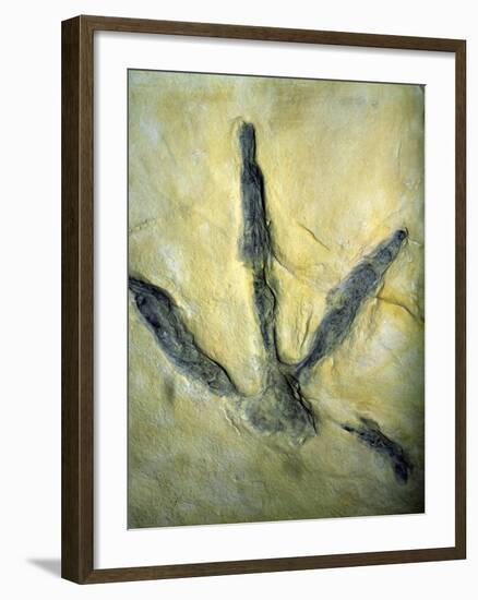 Dinosaur Footprint-Sinclair Stammers-Framed Photographic Print