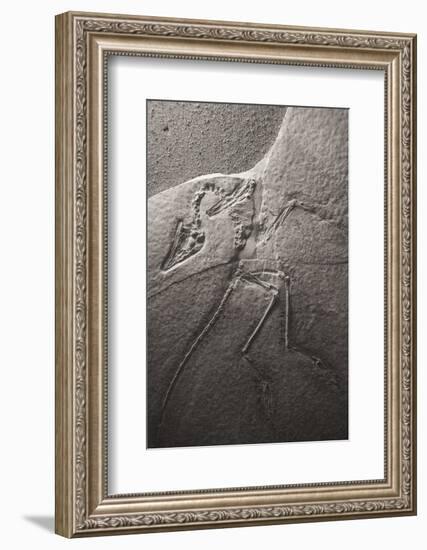 Dinosaur Fossil (Archeopteryx Litographica) At The Royal Tyrrell Museum, Drumheller, Alberta-Juan Carlos Munoz-Framed Photographic Print