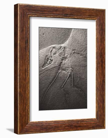 Dinosaur Fossil (Archeopteryx Litographica) At The Royal Tyrrell Museum, Drumheller, Alberta-Juan Carlos Munoz-Framed Photographic Print