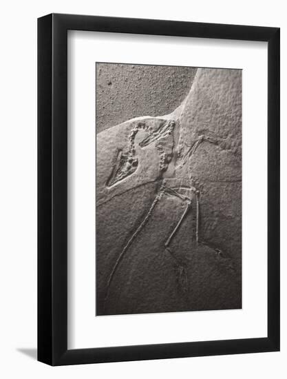 Dinosaur Fossil (Archeopteryx Litographica) At The Royal Tyrrell Museum, Drumheller, Alberta-Juan Carlos Munoz-Framed Photographic Print