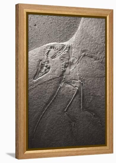 Dinosaur Fossil (Archeopteryx Litographica) At The Royal Tyrrell Museum, Drumheller, Alberta-Juan Carlos Munoz-Framed Premier Image Canvas