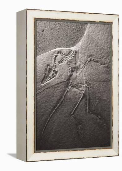 Dinosaur Fossil (Archeopteryx Litographica) At The Royal Tyrrell Museum, Drumheller, Alberta-Juan Carlos Munoz-Framed Premier Image Canvas