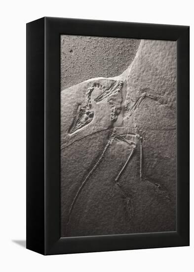 Dinosaur Fossil (Archeopteryx Litographica) At The Royal Tyrrell Museum, Drumheller, Alberta-Juan Carlos Munoz-Framed Premier Image Canvas