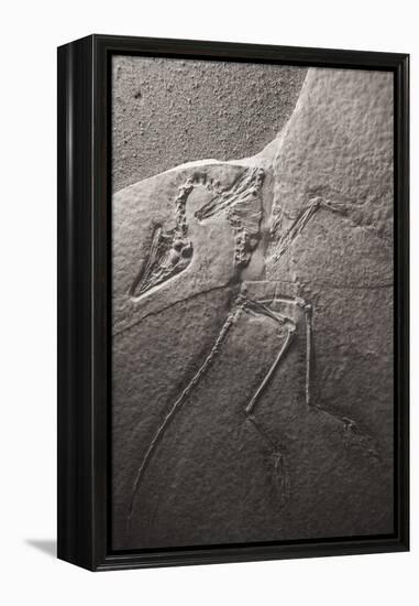 Dinosaur Fossil (Archeopteryx Litographica) At The Royal Tyrrell Museum, Drumheller, Alberta-Juan Carlos Munoz-Framed Premier Image Canvas