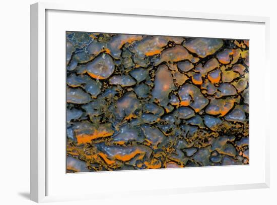 Dinosaur Petrified Bone-Darrell Gulin-Framed Photographic Print