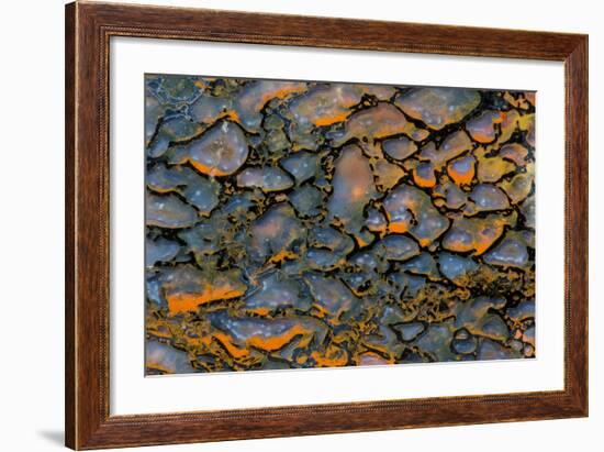 Dinosaur Petrified Bone-Darrell Gulin-Framed Photographic Print