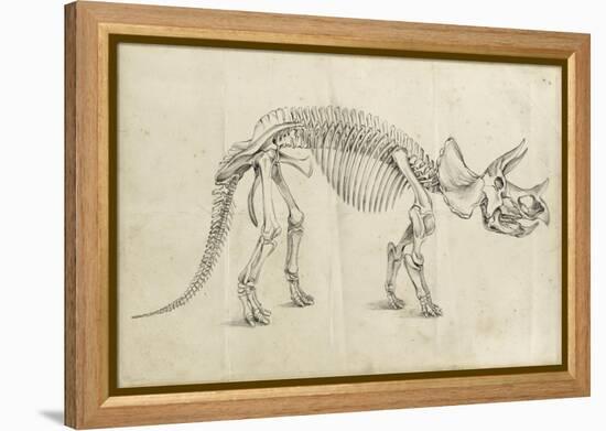 Dinosaur Study II-Ethan Harper-Framed Stretched Canvas