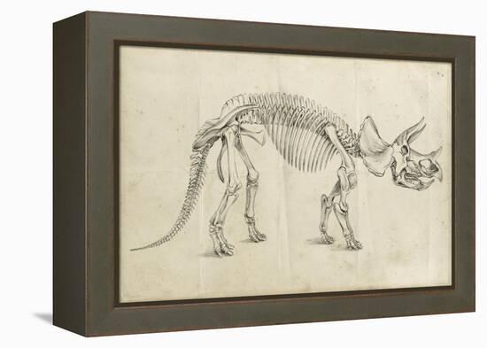 Dinosaur Study II-Ethan Harper-Framed Stretched Canvas