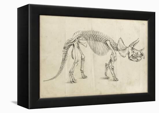 Dinosaur Study II-Ethan Harper-Framed Stretched Canvas