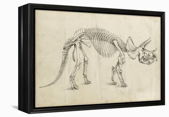 Dinosaur Study II-Ethan Harper-Framed Stretched Canvas