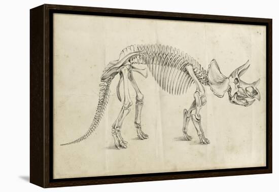 Dinosaur Study II-Ethan Harper-Framed Stretched Canvas