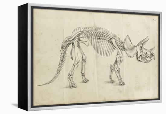 Dinosaur Study II-Ethan Harper-Framed Stretched Canvas