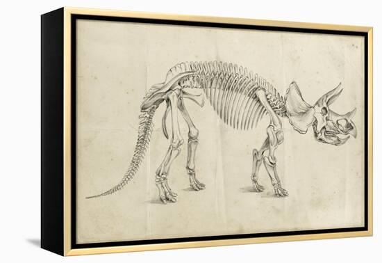 Dinosaur Study II-Ethan Harper-Framed Stretched Canvas