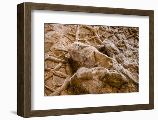 Dinosaur Tracks at Dinosaur Discovery, Johnson Farm, St. George, Utah-Michael DeFreitas-Framed Photographic Print