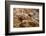 Dinosaur Tracks at Dinosaur Discovery, Johnson Farm, St. George, Utah-Michael DeFreitas-Framed Photographic Print