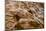Dinosaur Tracks at Dinosaur Discovery, Johnson Farm, St. George, Utah-Michael DeFreitas-Mounted Photographic Print