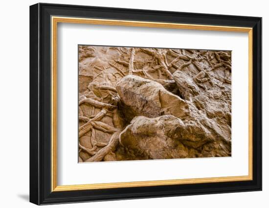 Dinosaur Tracks at Dinosaur Discovery, Johnson Farm, St. George, Utah-Michael DeFreitas-Framed Photographic Print