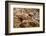 Dinosaur Tracks at Dinosaur Discovery, Johnson Farm, St. George, Utah-Michael DeFreitas-Framed Photographic Print