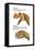 Dinosaur-Encyclopaedia Britannica-Framed Stretched Canvas