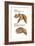 Dinosaur-Encyclopaedia Britannica-Framed Art Print