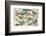 Dinosaurs for Kids-null-Framed Art Print