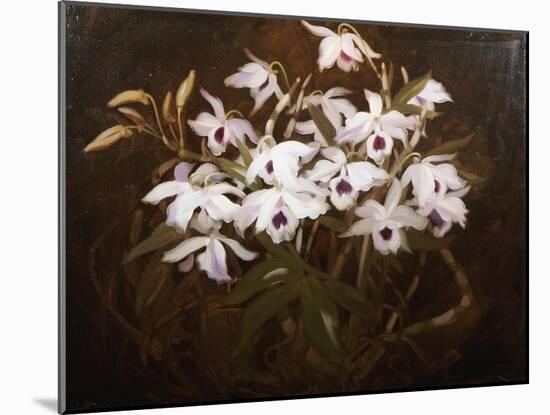 Dinrobium Orchids-James Stuart Park-Mounted Giclee Print