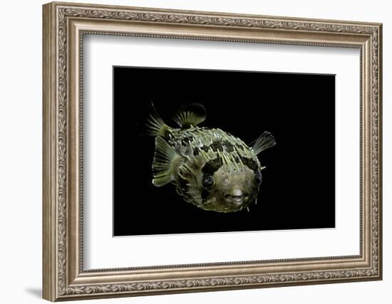 Diodon Holocanthus (Longspined Porcupinefish, Freckled Porcupinefish)-Paul Starosta-Framed Photographic Print