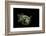 Diodon Holocanthus (Longspined Porcupinefish, Freckled Porcupinefish)-Paul Starosta-Framed Photographic Print