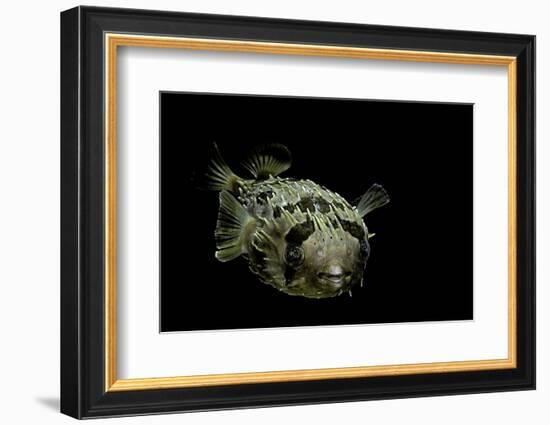 Diodon Holocanthus (Longspined Porcupinefish, Freckled Porcupinefish)-Paul Starosta-Framed Photographic Print