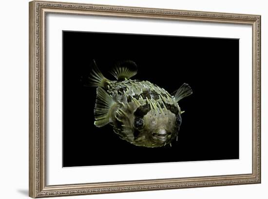 Diodon Holocanthus (Longspined Porcupinefish, Freckled Porcupinefish)-Paul Starosta-Framed Photographic Print