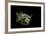 Diodon Holocanthus (Longspined Porcupinefish, Freckled Porcupinefish)-Paul Starosta-Framed Photographic Print