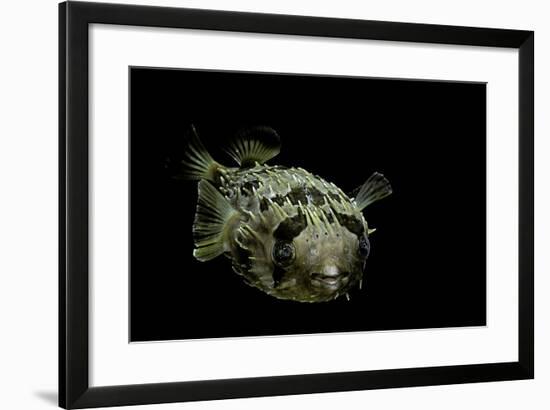 Diodon Holocanthus (Longspined Porcupinefish, Freckled Porcupinefish)-Paul Starosta-Framed Photographic Print