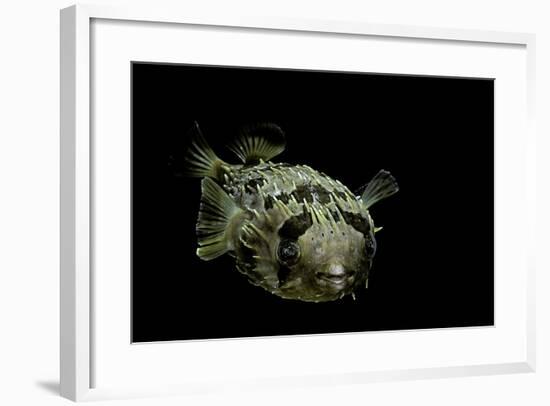 Diodon Holocanthus (Longspined Porcupinefish, Freckled Porcupinefish)-Paul Starosta-Framed Photographic Print