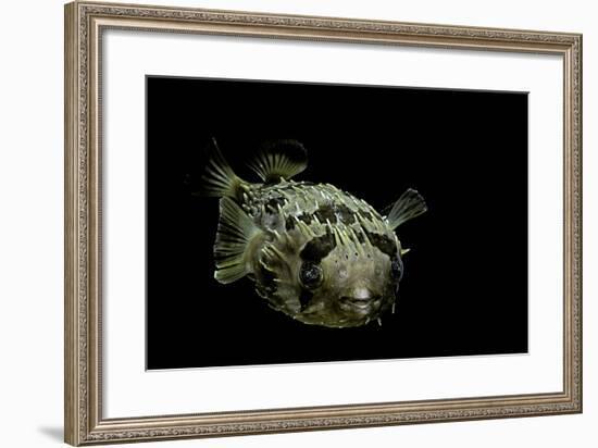 Diodon Holocanthus (Longspined Porcupinefish, Freckled Porcupinefish)-Paul Starosta-Framed Photographic Print