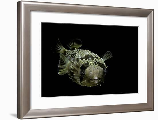 Diodon Holocanthus (Longspined Porcupinefish, Freckled Porcupinefish)-Paul Starosta-Framed Photographic Print