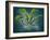 Dionaea, 1948-Isabel Alexander-Framed Giclee Print