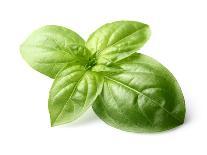 Fresh Spinach-dionisvera-Photographic Print