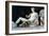 Dionysus, from the East Pediment of the Parthenon, 447-432 Bc-null-Framed Photographic Print