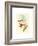 Diphogena Aurora (Gould's Rainbow)-Richter & Gould-Framed Giclee Print