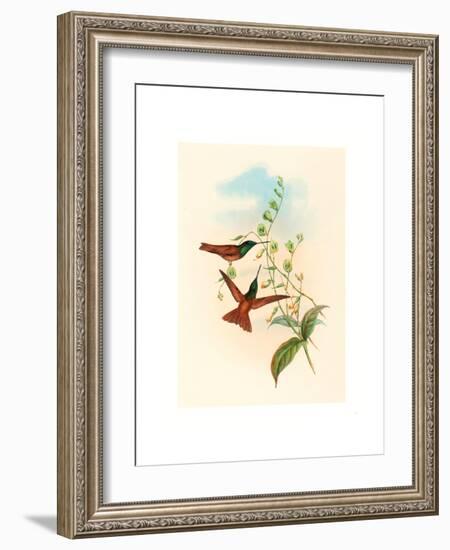 Diphogena Aurora (Gould's Rainbow)-Richter & Gould-Framed Giclee Print