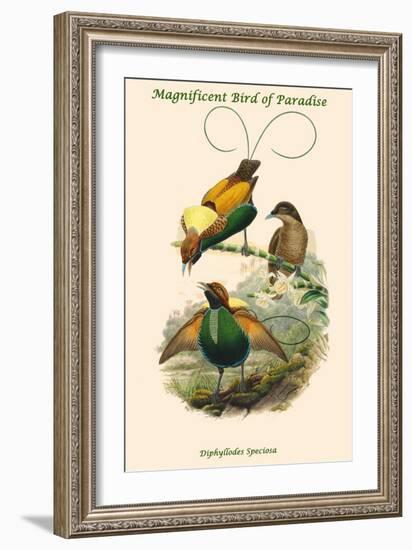 Diphyllodes Speciosa -Magnificent Bird of Paradise-John Gould-Framed Art Print