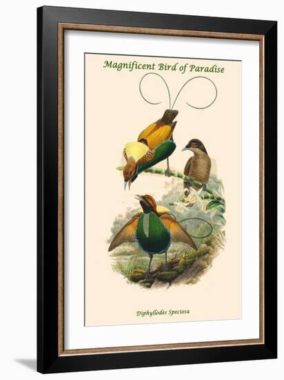 Diphyllodes Speciosa -Magnificent Bird of Paradise-John Gould-Framed Art Print
